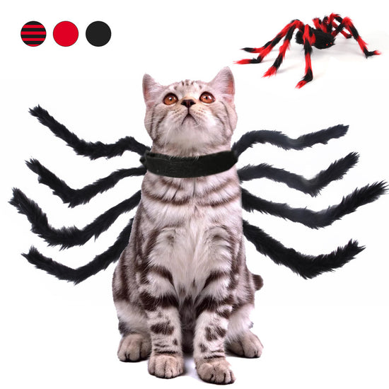Spider cat costume